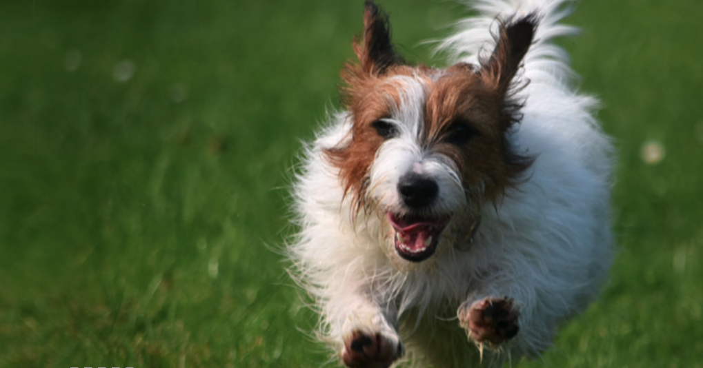 Personal Pet Care in Gloucester