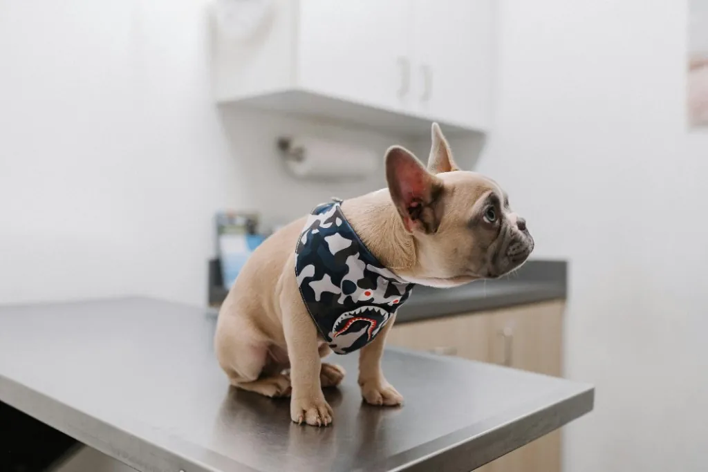 Senior Pet Clinics
