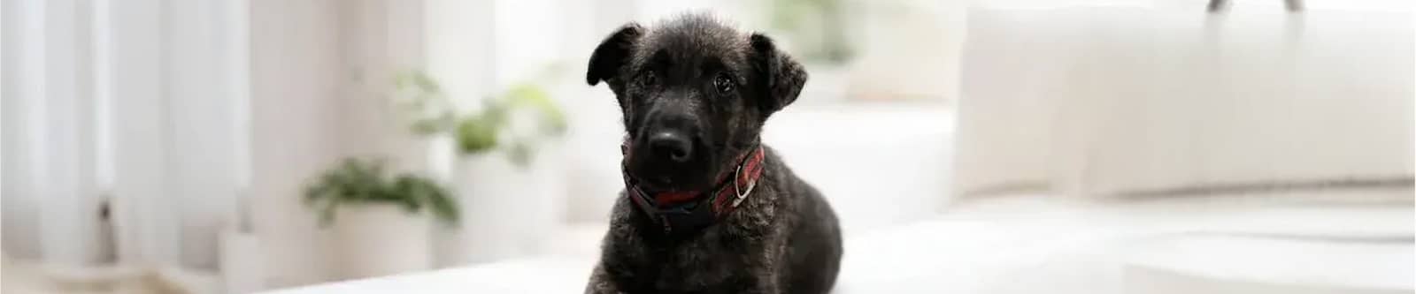 Personal Pet Care in Gloucester